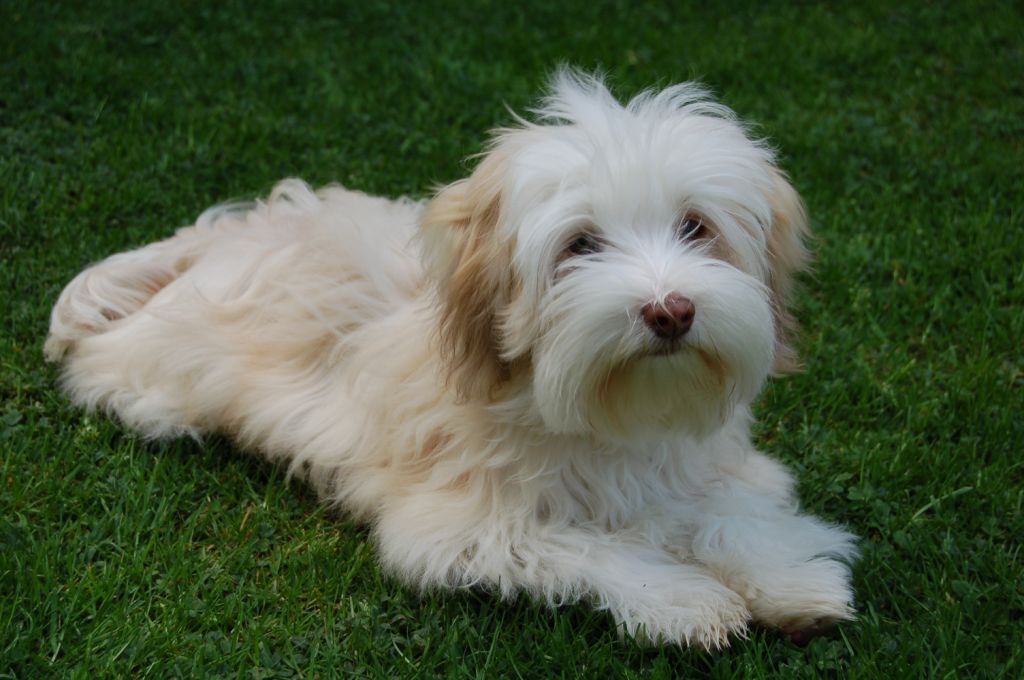 Bichon havanais