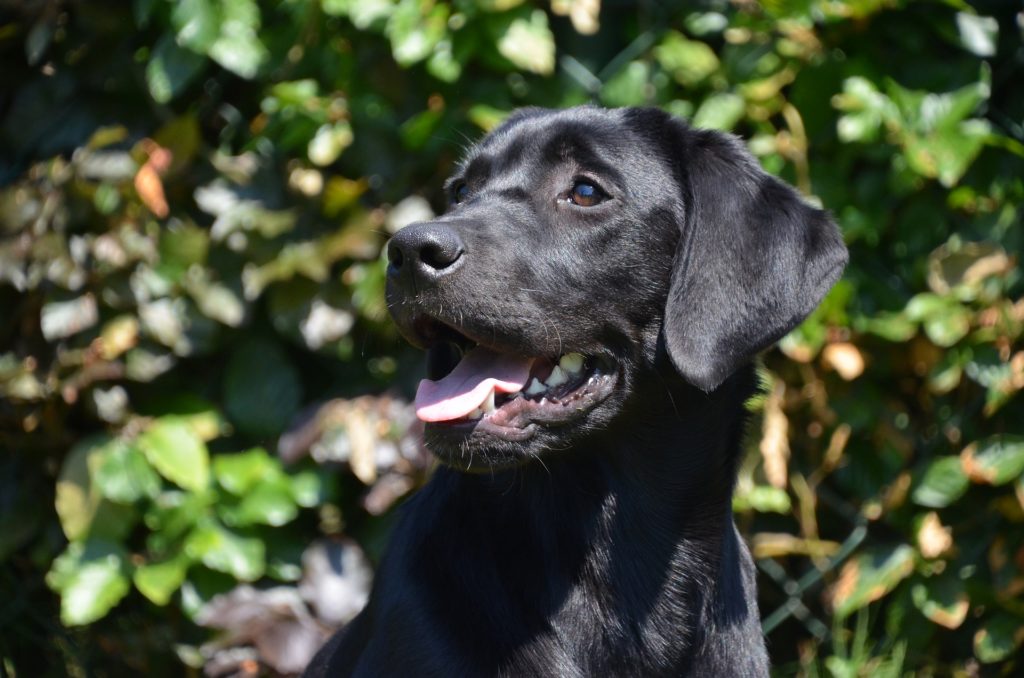 Labrador retriever