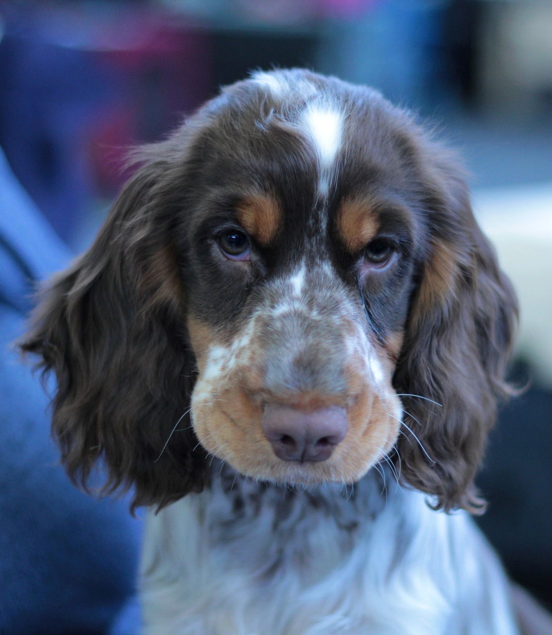 Cocker Spaniel
