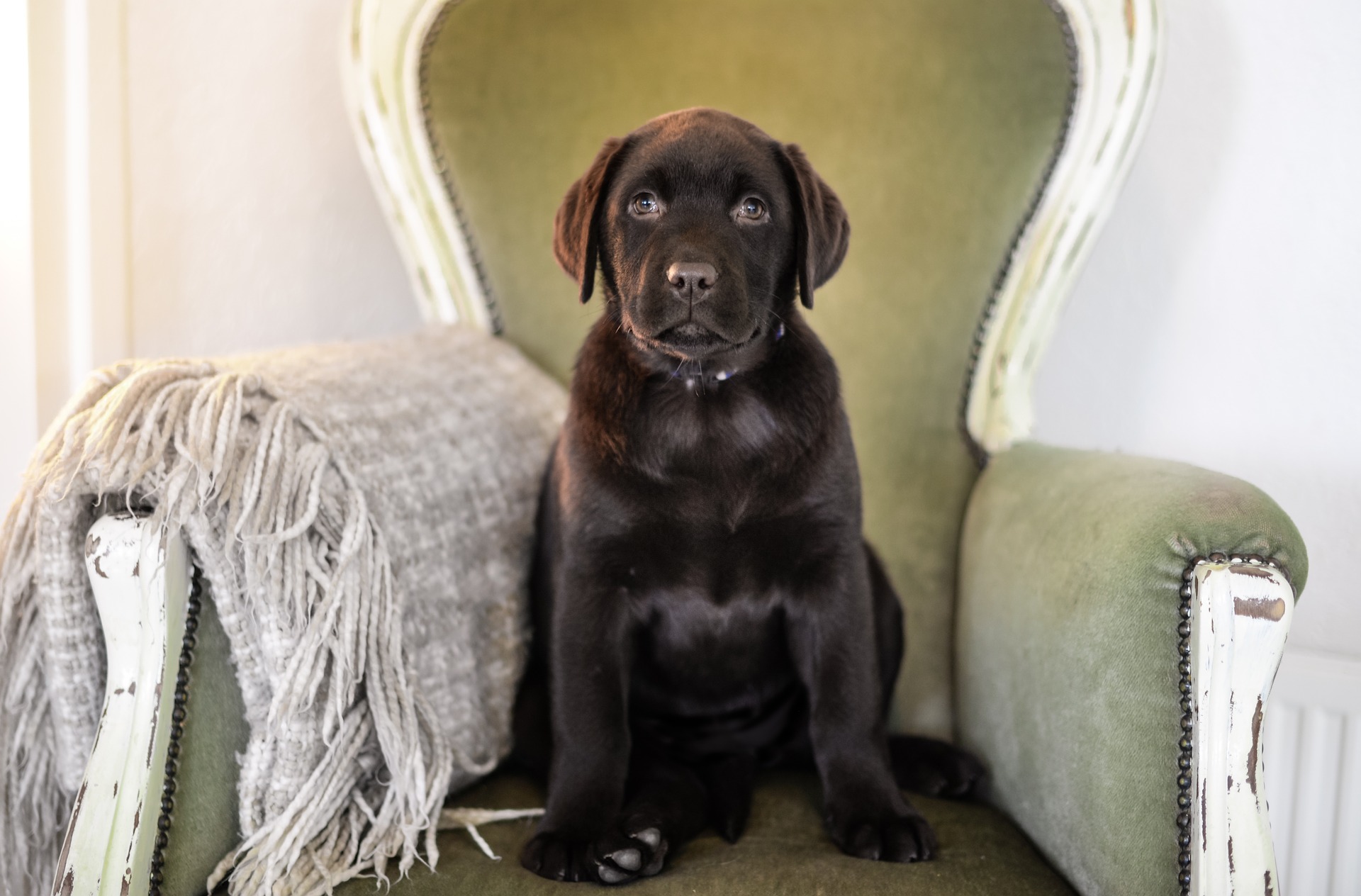 Labrador retriever