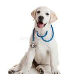Billigaste hundförsäkringen 2021